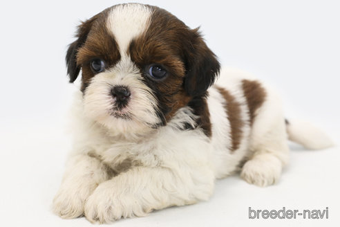 成約済の神奈川県のシーズー-346842の3枚目